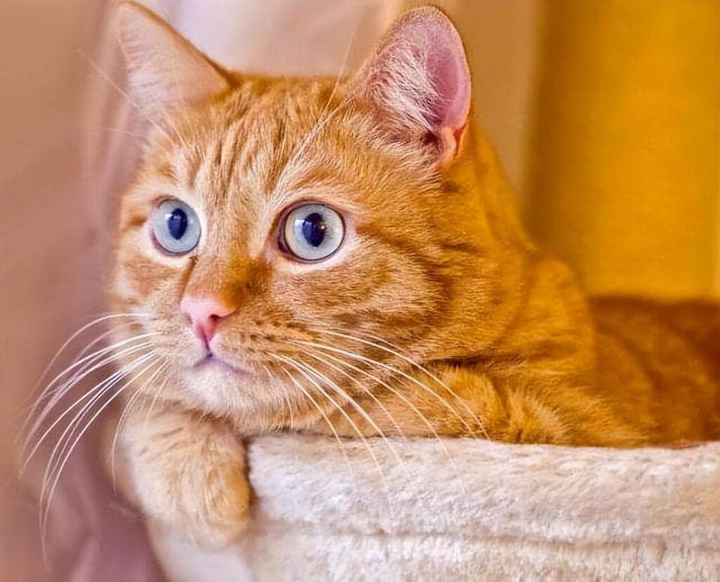 橘猫为什么广受欢迎_为什么橘猫是最聪明的猫