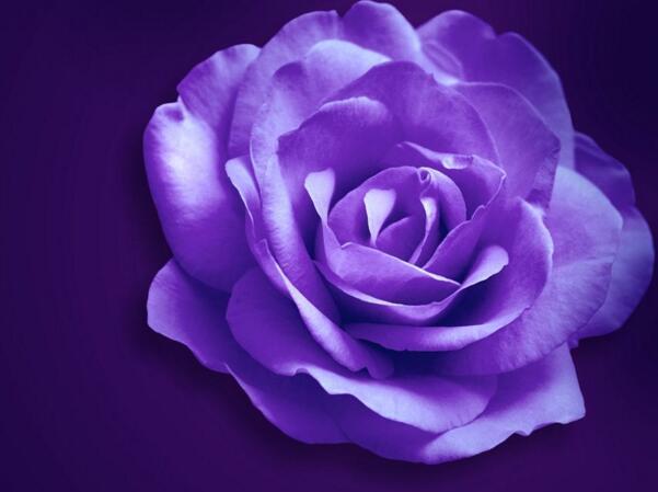 紫色玫瑰的花语是什么_紫色玫瑰的花语和象征