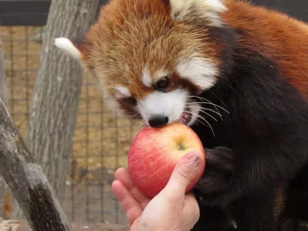 浣熊为什么叫干脆面_干脆面是小熊猫还是浣熊