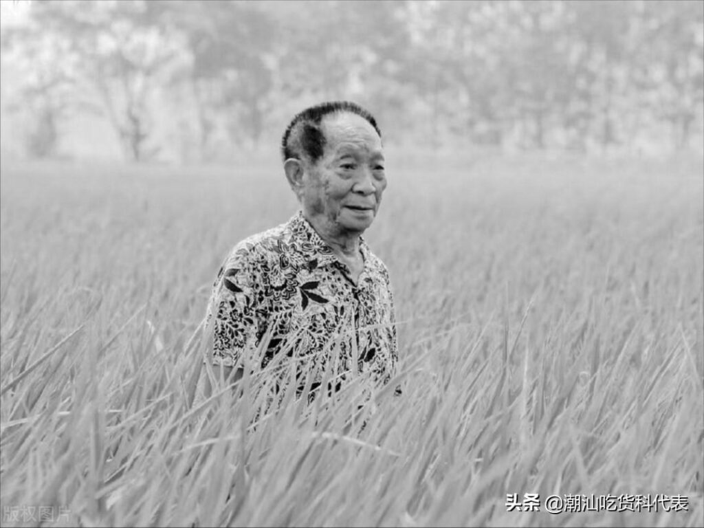现在吃的大米是杂交水稻么_市场上的米是杂交水稻吗