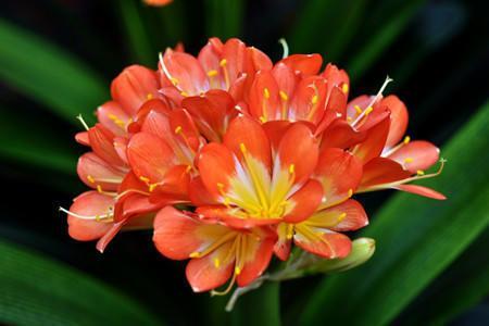 君子兰怎么养才能开花_君子兰一般养几年开花