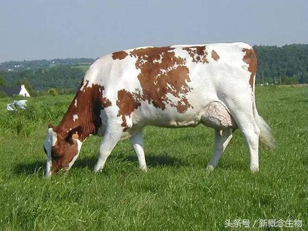 奶牛品种有哪些_全球最好的奶牛品种