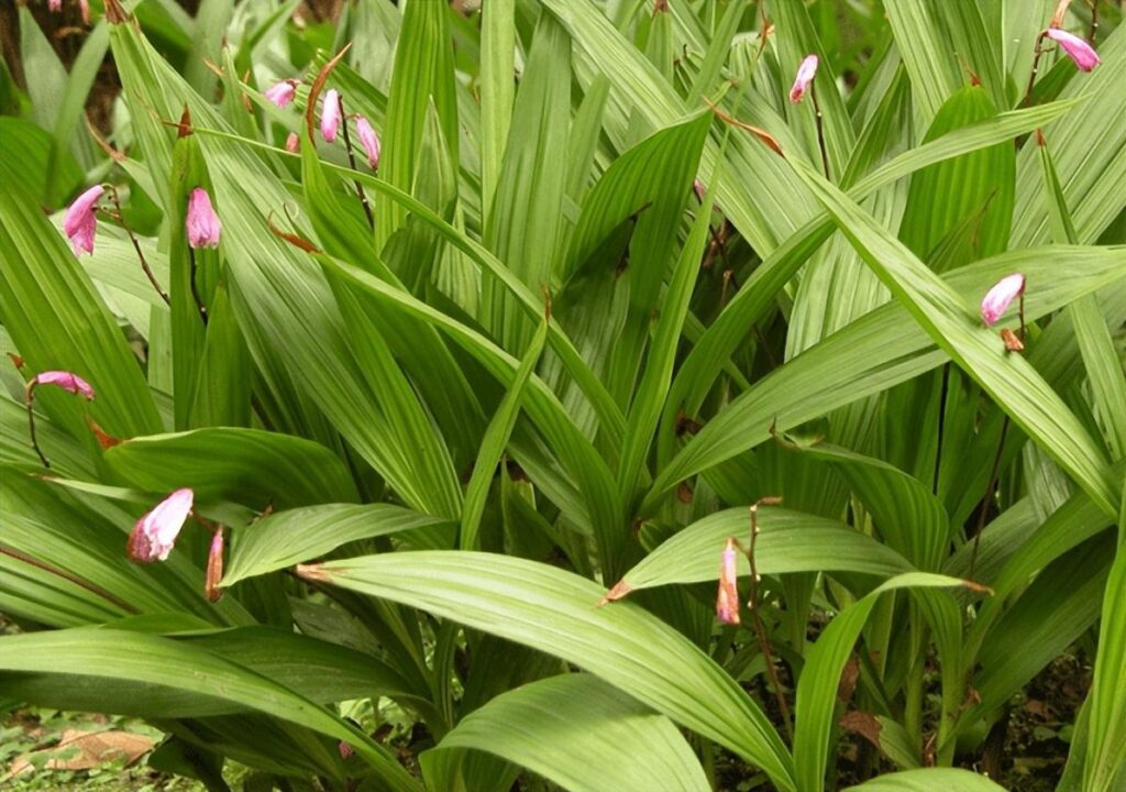 白芨怎么种植_白芨的种植方法及条件