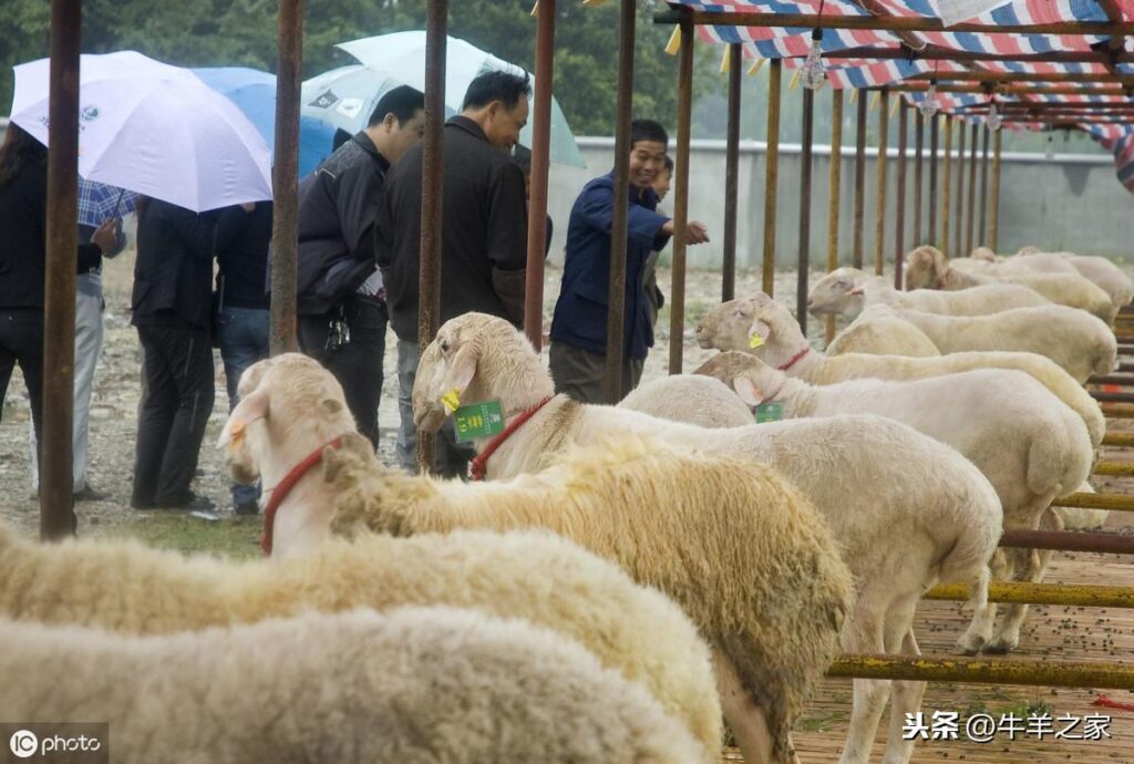 湖羊养殖前景如何_湖羊养殖效益怎么样