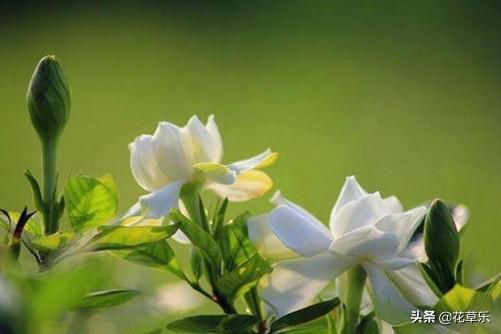 栀子花花期在几月_栀子开花季节和时间