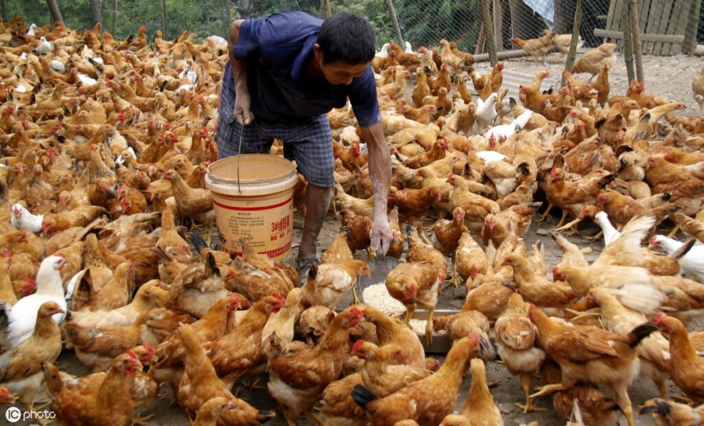 土鸡养殖成本和利润是多少_土鸡一天喂几回最好