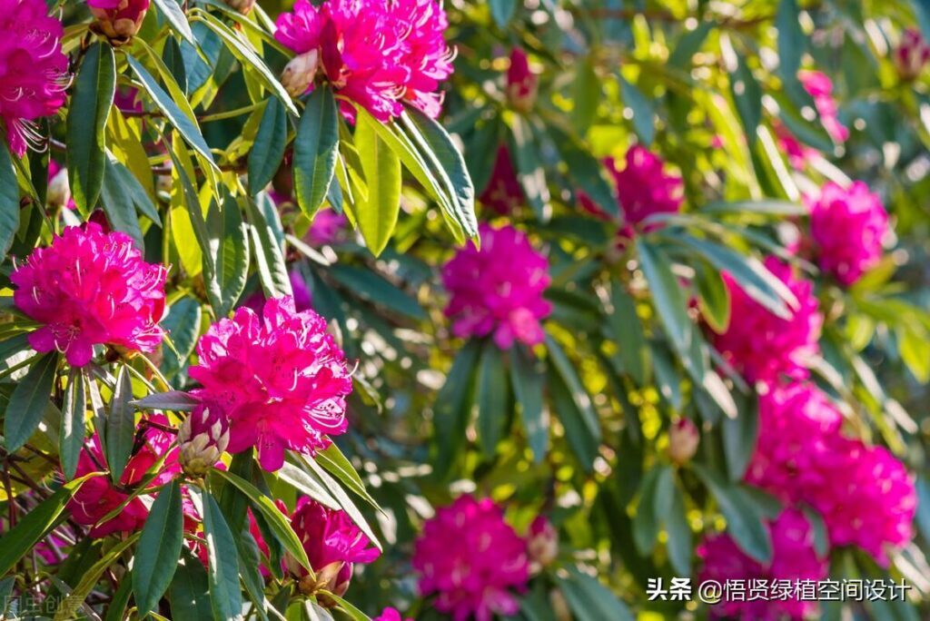 杜鹃花有香味吗 _杜鹃花的香气是什么样子