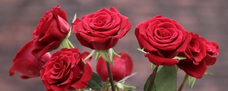 黄色玫瑰的花语是什么_不同颜色玫瑰花的花语