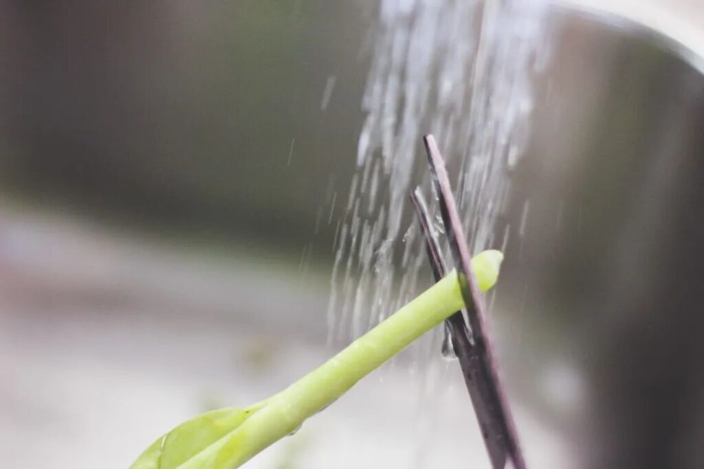 鲜花怎么保鲜_鲜花保鲜的小妙招