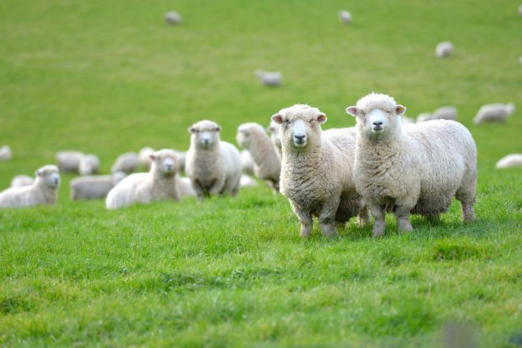 白山羊养殖前景如何_山羊养殖业发展前景