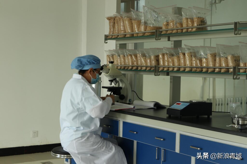 燕麦产地在什么地方_中国最好的燕麦产地