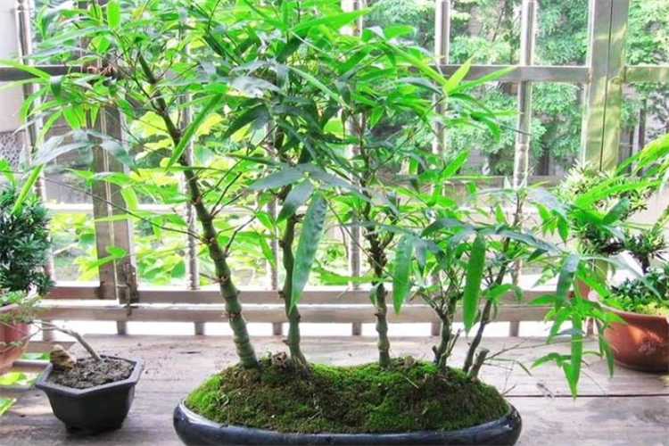 盆栽毛竹怎么养_毛竹盆栽能在室内养吗