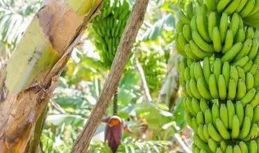 常吃的水果里会有种子_为什么香蕉里面没有