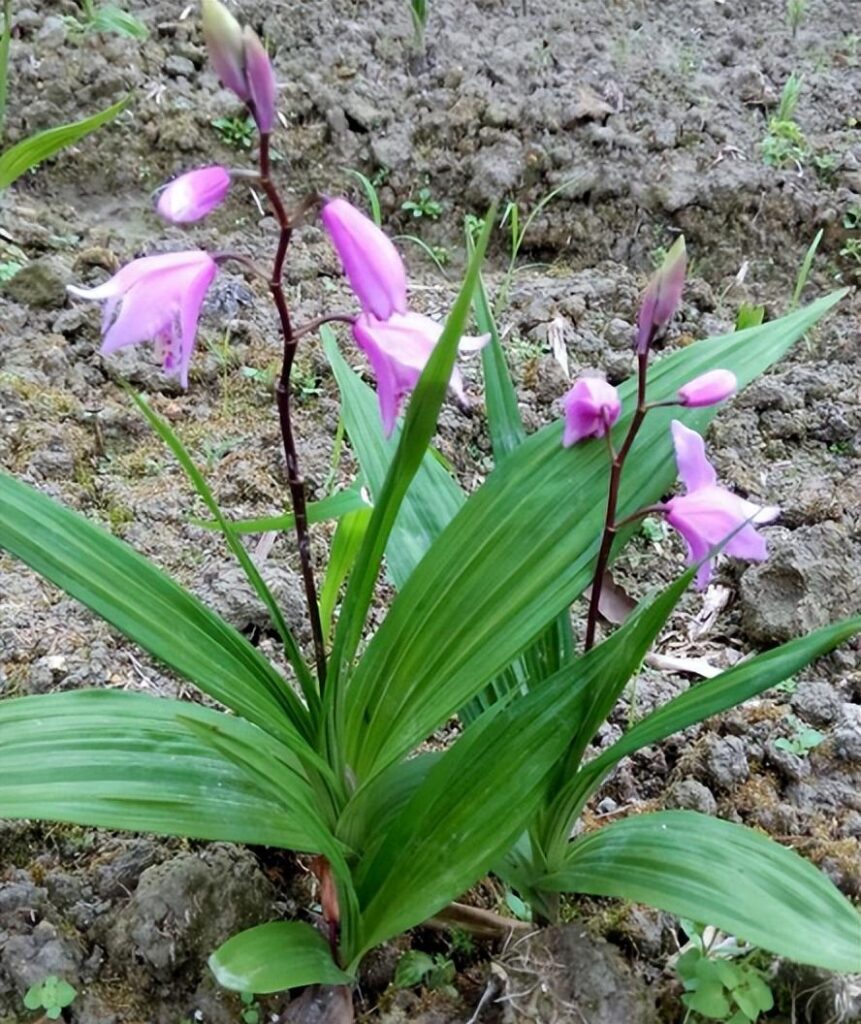 白芨怎么种植_白芨的种植方法及条件