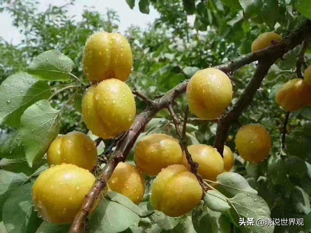 哪里的杏仁最好_中国哪里的杏仁最好最出名