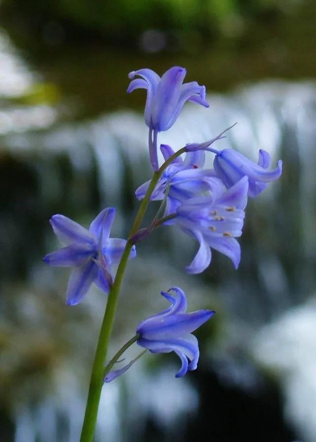 蓝铃花的花语是什么_蓝铃花花语及象征意义