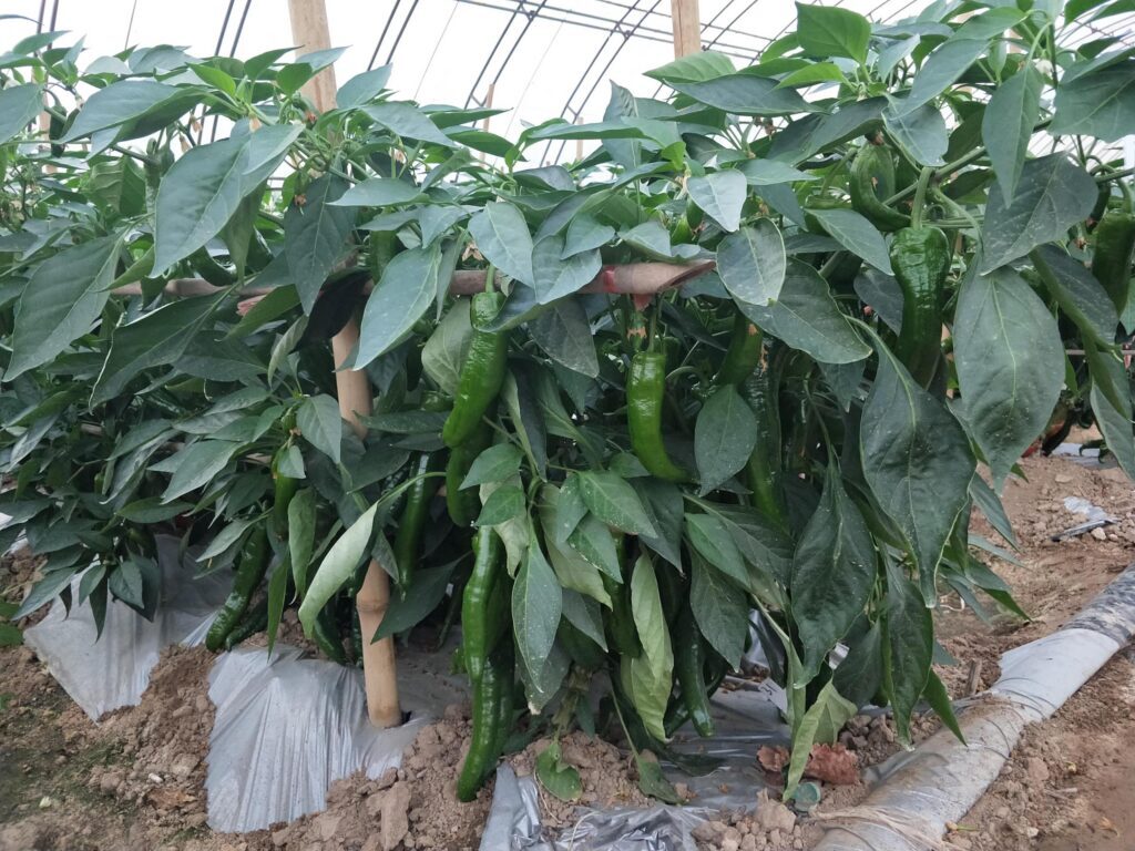 辣椒怎样种植产量高_辣椒的种植方法和技术
