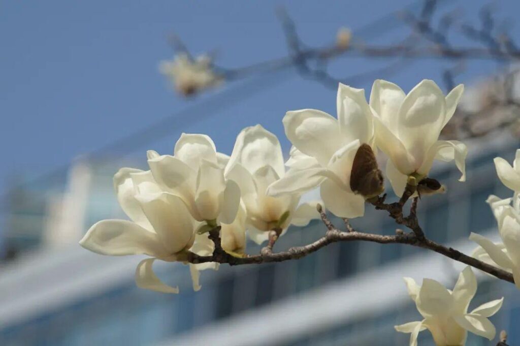 上海市花是什么_它有什么象征意义
