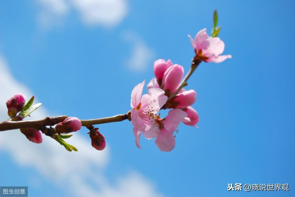 哪里的杏仁最好_中国哪里的杏仁最好最出名