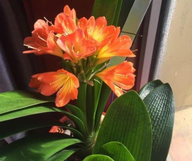 君子兰如何催花_怎样让君子兰开花快