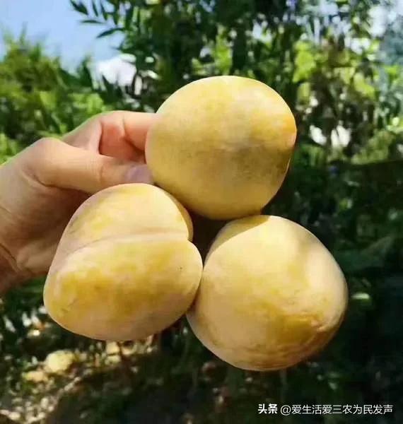 农民如何致富种植项目_适合农村种植的创业项目