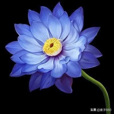 蓝莲花代表什么意思_蓝色莲花的含义和象征