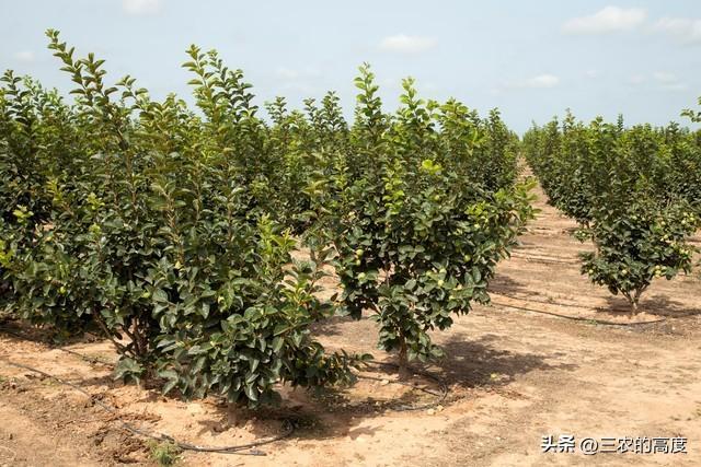 柿子树什么时候修剪合适_修剪柿子树的季节