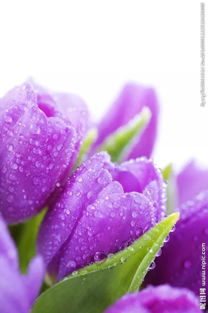 紫色郁金香的花语是什么_紫色郁金香适合送什么人
