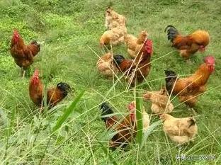农村100只散养鸡一年利润多少_养散养鸡利润与成本