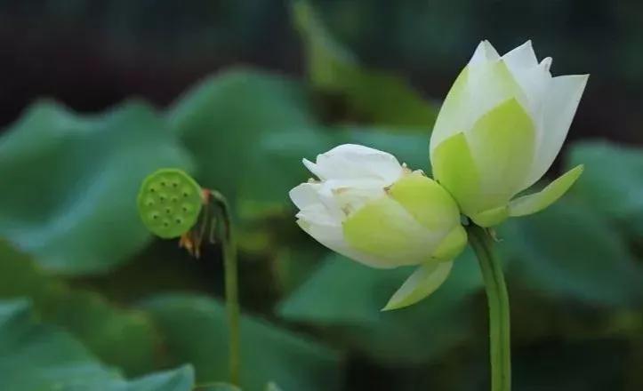 荷花象征着什么品质_荷花象征的品质和精神