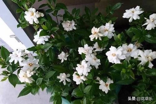 栀子花花期在几月_栀子开花季节和时间