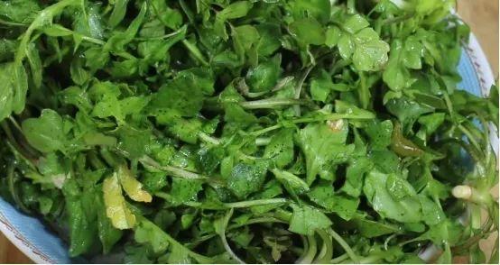 野菜有必要冷冻起来常年吃吗_野菜如何长期保存