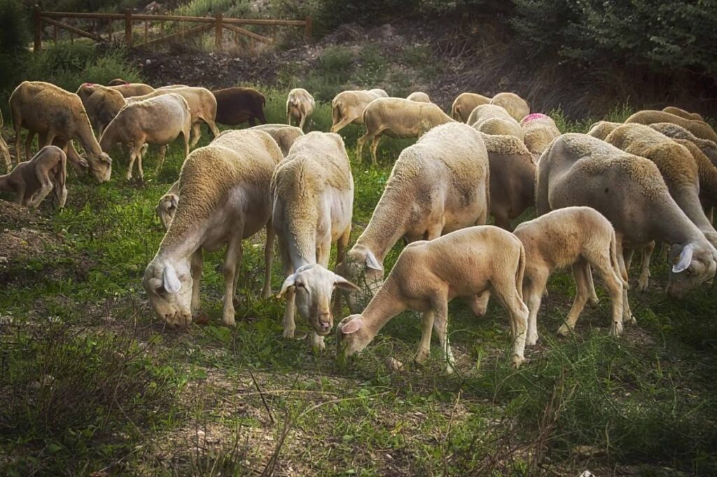 白山羊养殖前景如何_山羊养殖业发展前景