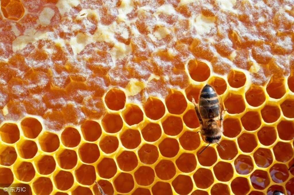 蜂花粉的成分有哪些_蜂花粉的七大功效