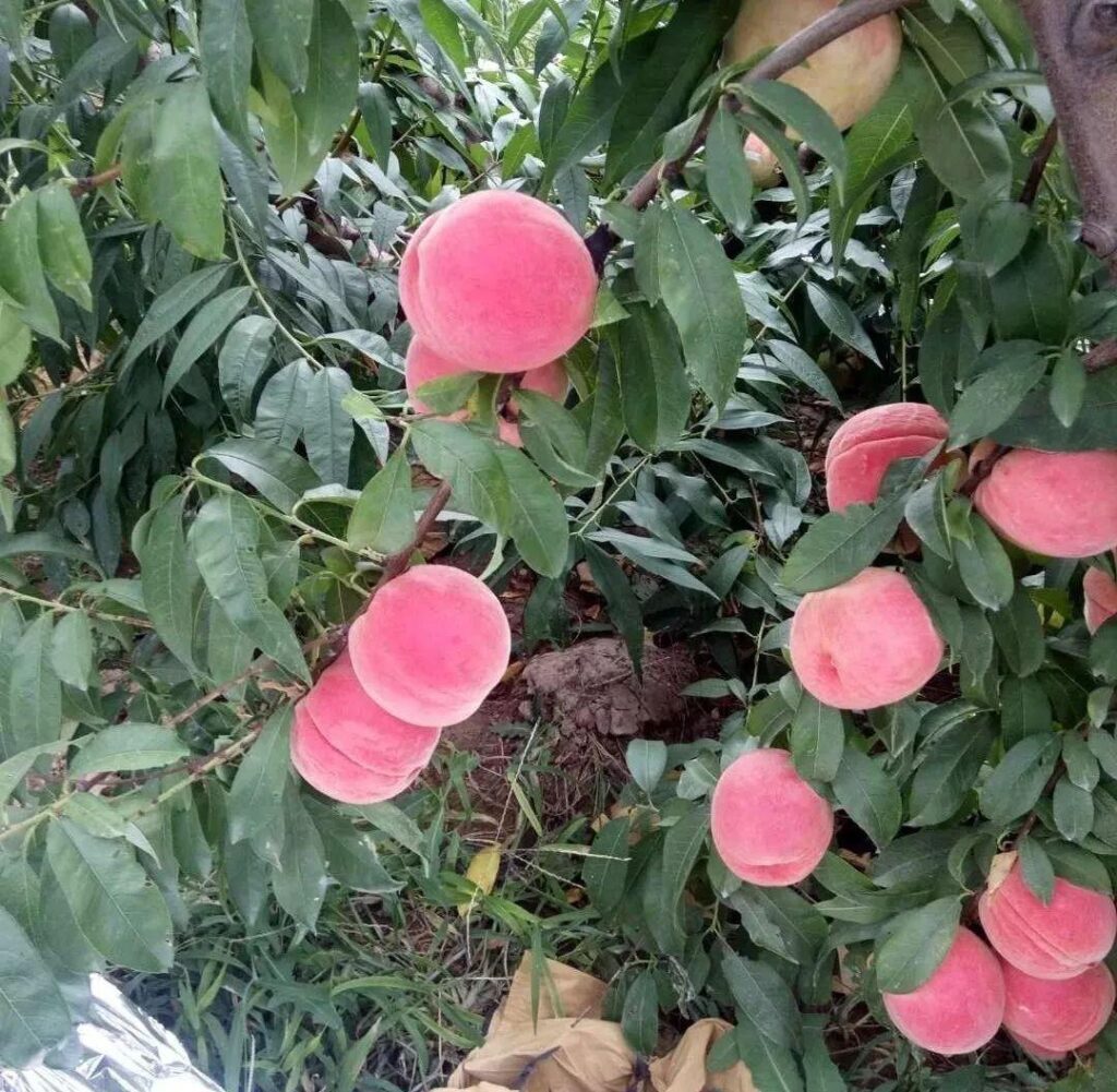 桃树怎样修剪,桃树的修剪方法和技术