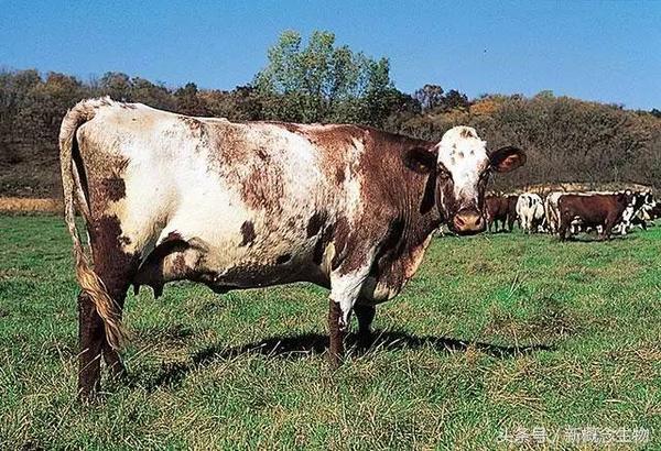 奶牛品种有哪些_全球最好的奶牛品种