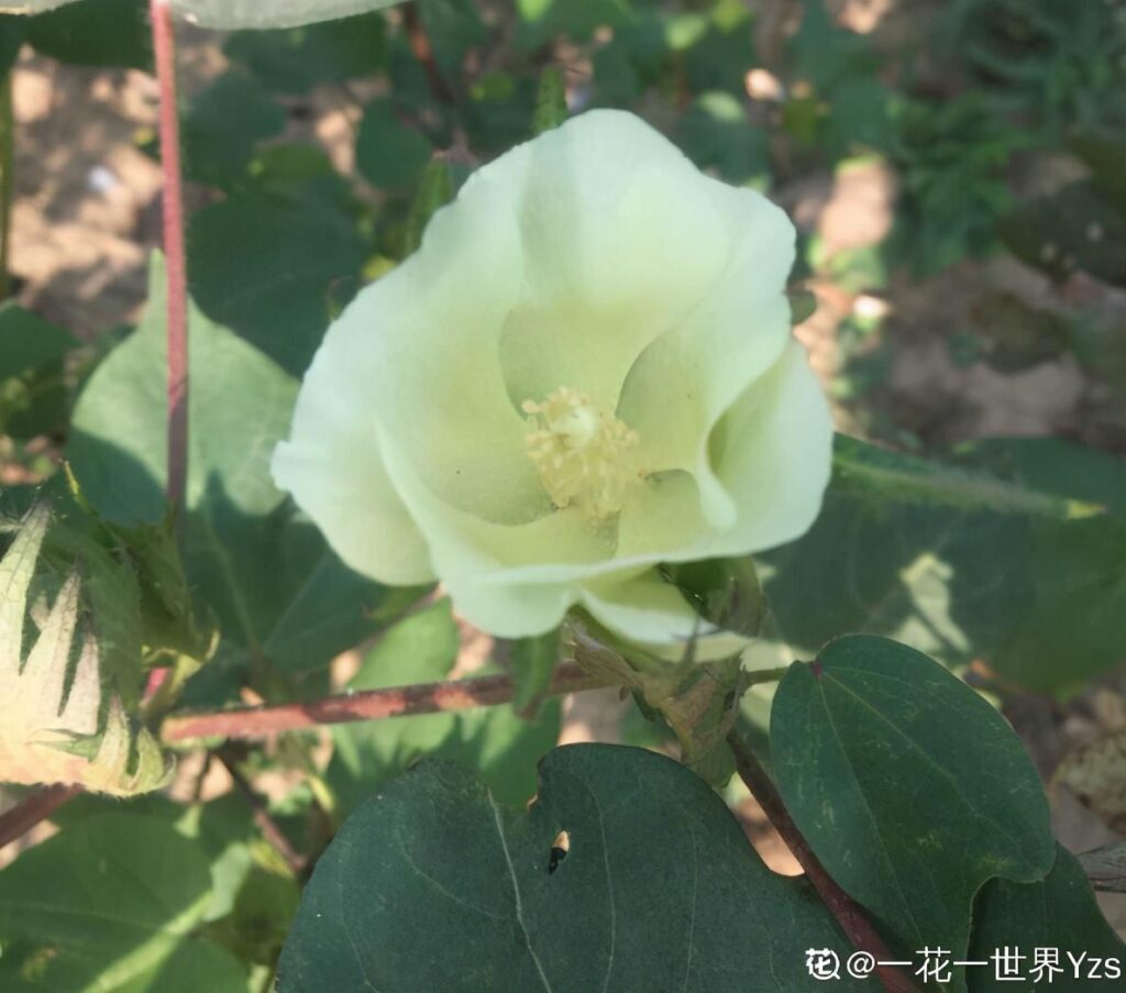 棉花是一种花吗_棉花属于植物的花还是果实