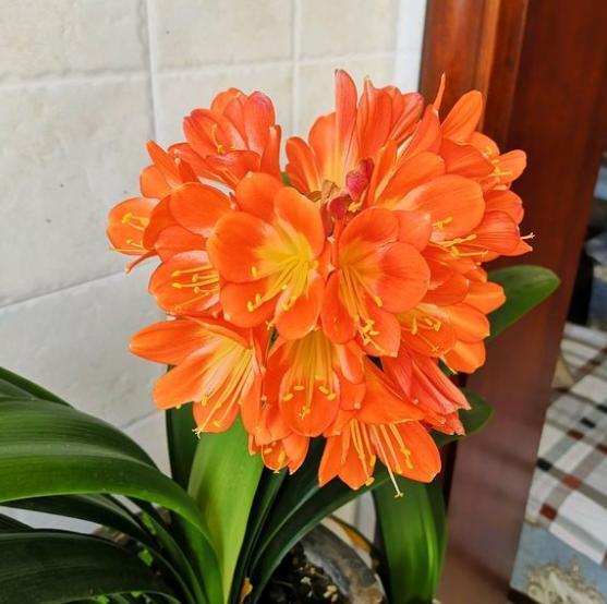 君子兰如何催花_怎样让君子兰开花快