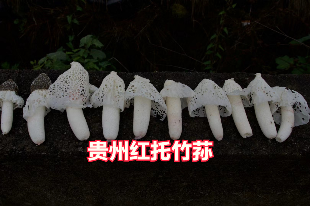 竹荪产地哪里最好，竹荪的功效与作用