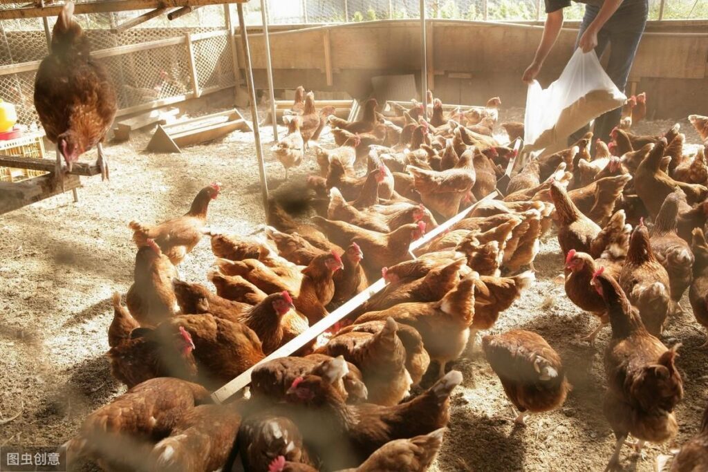 土鸡养殖成本和利润是多少_土鸡一天喂几回最好