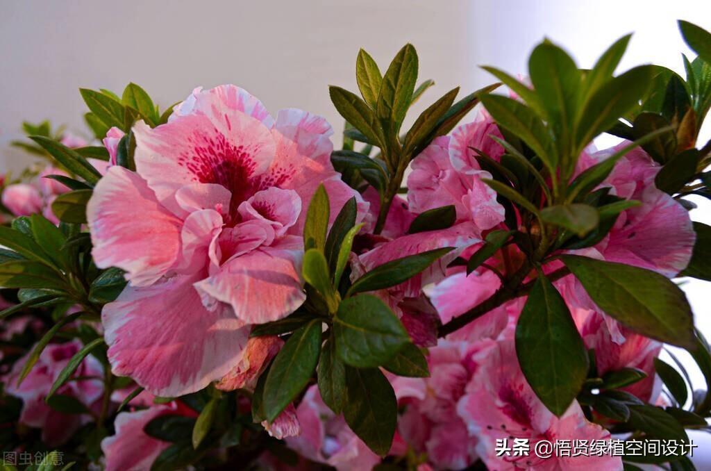 杜鹃花有香味吗 _杜鹃花的香气是什么样子