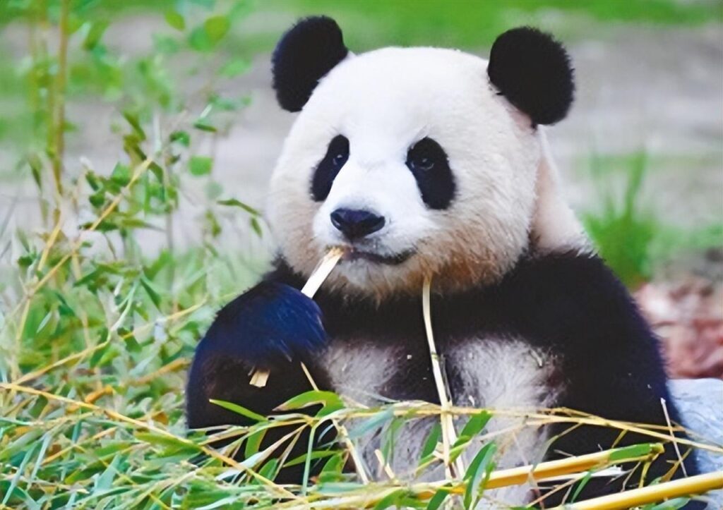 中国有多少大熊猫，熊猫为什么只有中国有