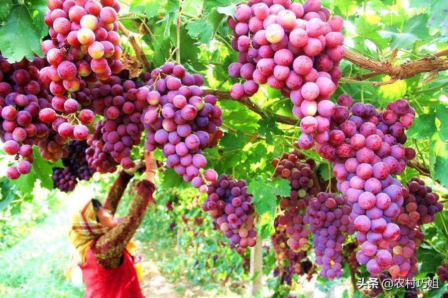 红地球葡萄为什么要打尖，红地球葡萄栽培技术