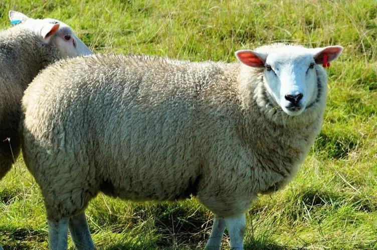 山羊和绵羊可以杂交吗_山羊和绵羊的区别