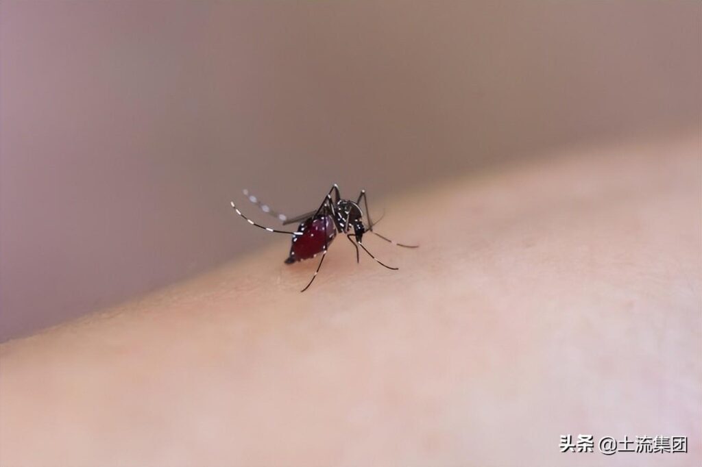 蚊子最怕什么，蚊子最怕的3个克星