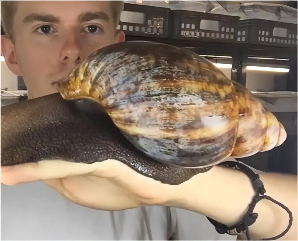 法国人为什么喜欢吃蜗牛，法国人喜欢吃蜗牛的原因