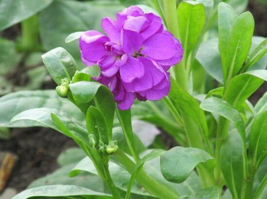 紫罗兰的花语是什么，紫罗兰的花语与寓意