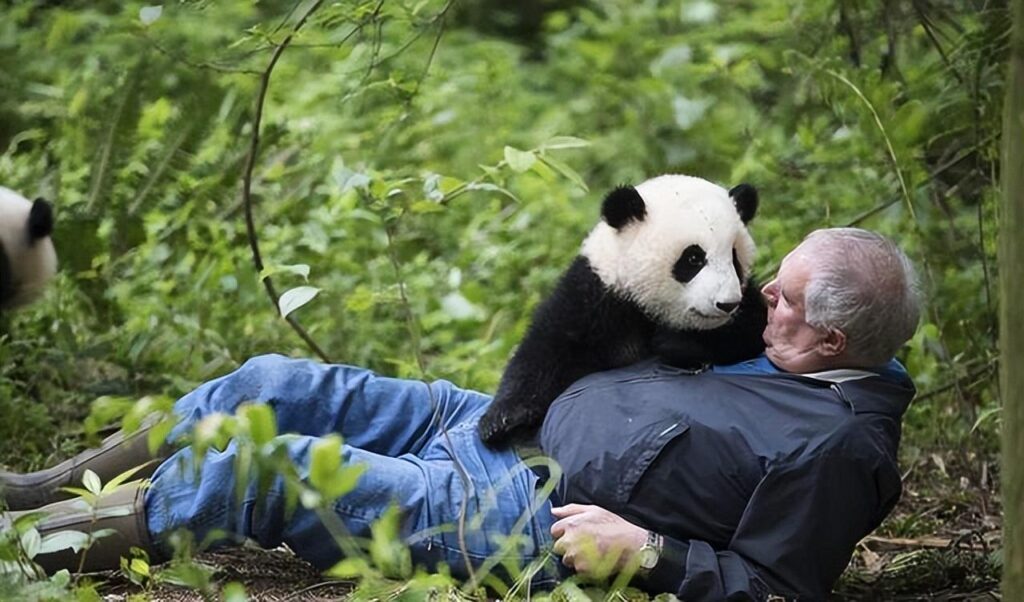 中国有多少大熊猫，熊猫为什么只有中国有