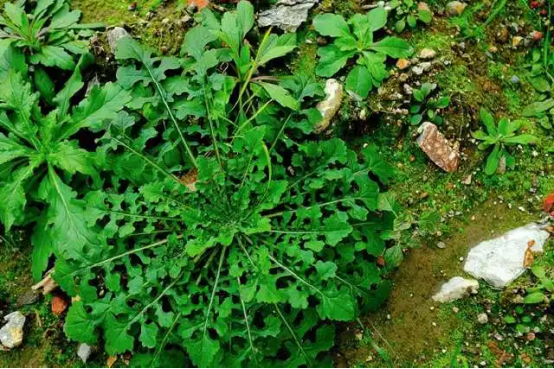 挖野菜是什么意思,王宝钏挖野菜的梗