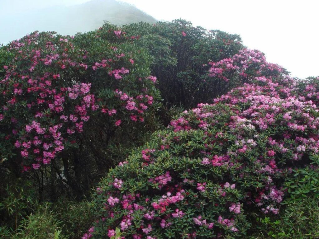 梵净山几月份去最好，梵净山几月份去最好看